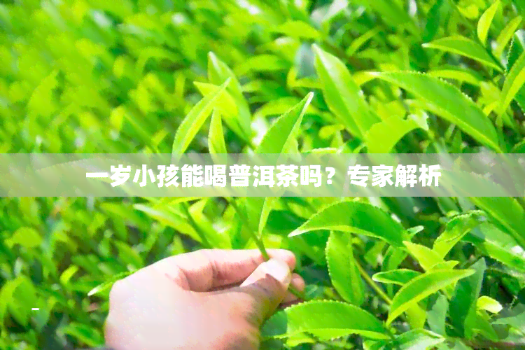 一岁小孩能喝普洱茶吗？专家解析