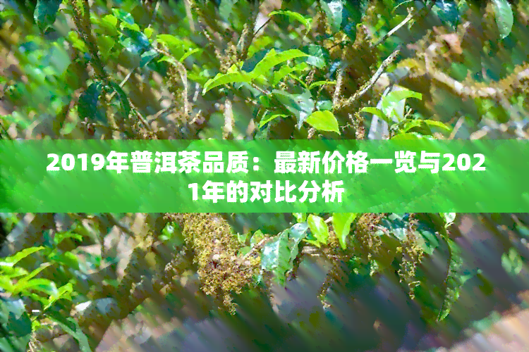 2019年普洱茶品质：最新价格一览与2021年的对比分析