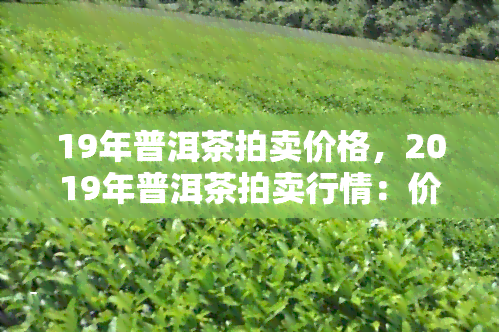 19年普洱茶拍卖价格，2019年普洱茶拍卖行情：价格走势及市场分析