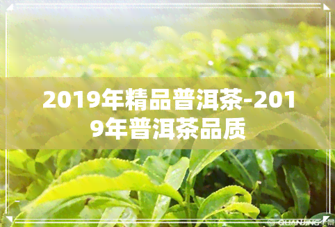 2019年精品普洱茶-2019年普洱茶品质