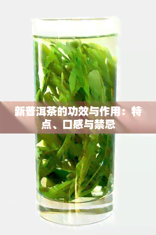 新普洱茶的功效与作用：特点、口感与禁忌