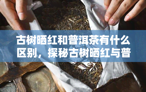 古树晒红和普洱茶有什么区别，探秘古树晒红与普洱茶的异同：一场味觉之旅