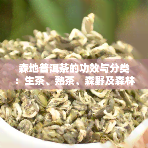 森地普洱茶的功效与分类：生茶、熟茶、森野及森林系列介绍