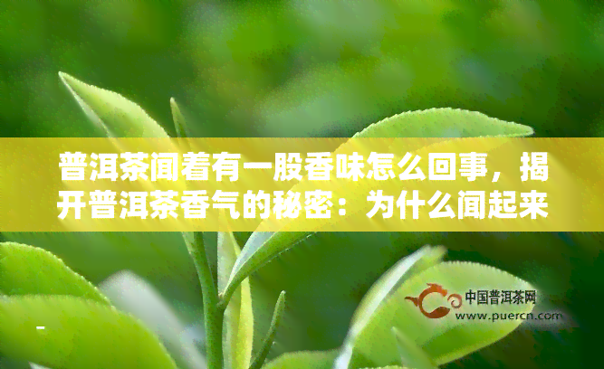 普洱茶闻着有一股香味怎么回事，揭开普洱茶香气的秘密：为什么闻起来有股香味？