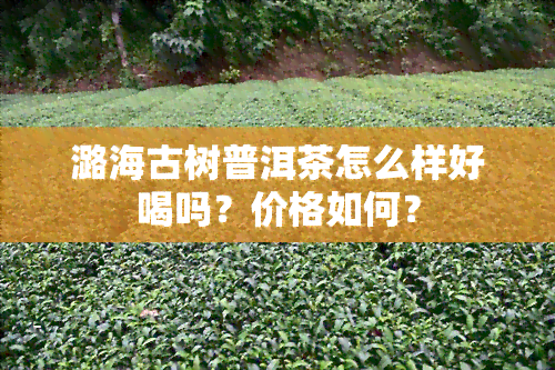 潞海古树普洱茶怎么样好喝吗？价格如何？