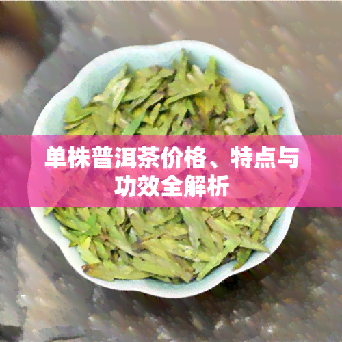 单株普洱茶价格、特点与功效全解析