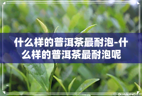 什么样的普洱茶最耐泡-什么样的普洱茶最耐泡呢