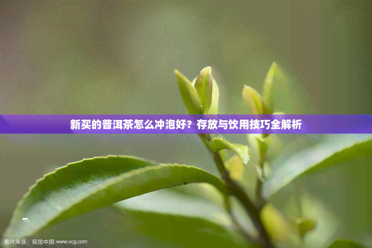 新买的普洱茶怎么冲泡好？存放与饮用技巧全解析