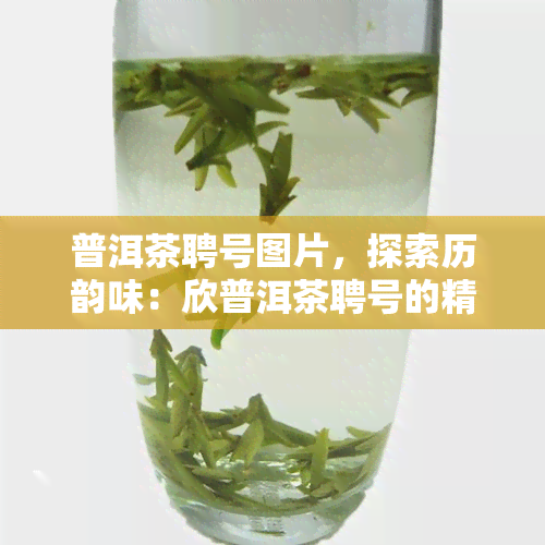 普洱茶聘号图片，探索历韵味：欣普洱茶聘号的精美图片