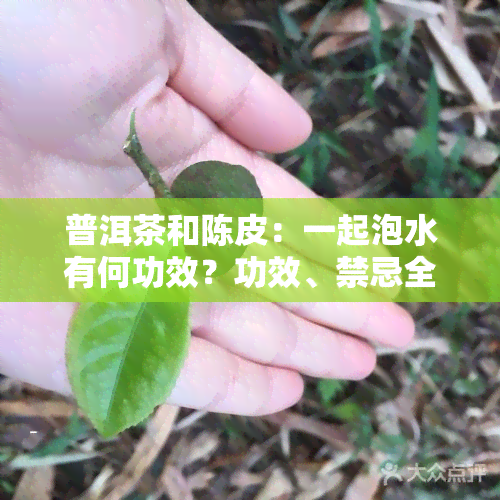 普洱茶和陈皮：一起泡水有何功效？功效、禁忌全解析！