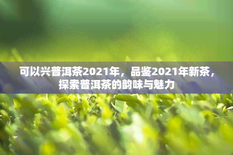 可以兴普洱茶2021年，品鉴2021年新茶，探索普洱茶的韵味与魅力