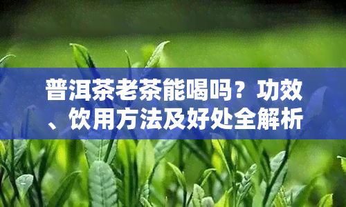 普洱茶老茶能喝吗？功效、饮用方法及好处全解析