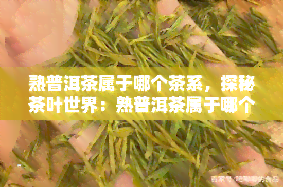 熟普洱茶属于哪个茶系，探秘茶叶世界：熟普洱茶属于哪个茶系？