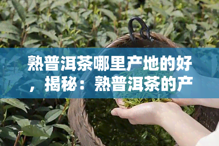 熟普洱茶哪里产地的好，揭秘：熟普洱茶的产地是哪里？