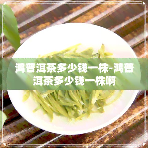 鸿普洱茶多少钱一株-鸿普洱茶多少钱一株啊