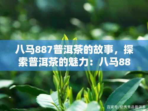 八马887普洱茶的故事，探索普洱茶的魅力：八马887的传奇故事