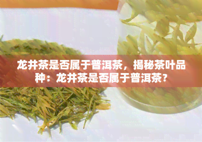 龙井茶是否属于普洱茶，揭秘茶叶品种：龙井茶是否属于普洱茶？