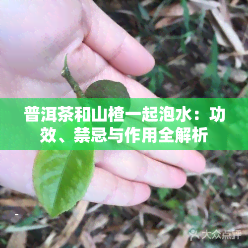 普洱茶和山楂一起泡水：功效、禁忌与作用全解析