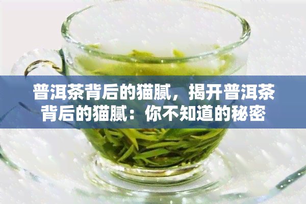 普洱茶背后的猫腻，揭开普洱茶背后的猫腻：你不知道的秘密