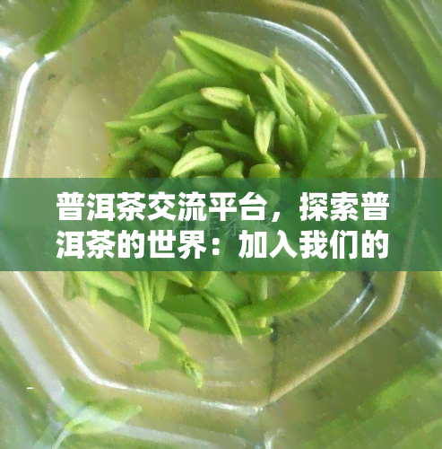 普洱茶交流平台，探索普洱茶的世界：加入我们的专业交流平台