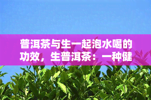 普洱茶与生一起泡水喝的功效，生普洱茶：一种健饮品的完美组合