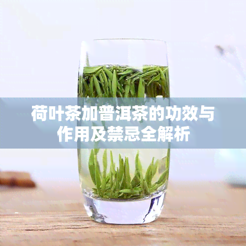 荷叶茶加普洱茶的功效与作用及禁忌全解析