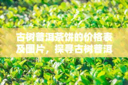 古树普洱茶饼的价格表及图片，探寻古树普洱茶饼的美妙世界：价格表与精美图片大公开！