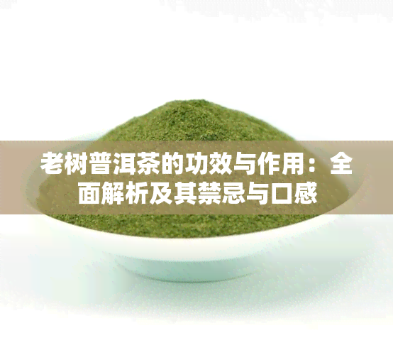 老树普洱茶的功效与作用：全面解析及其禁忌与口感