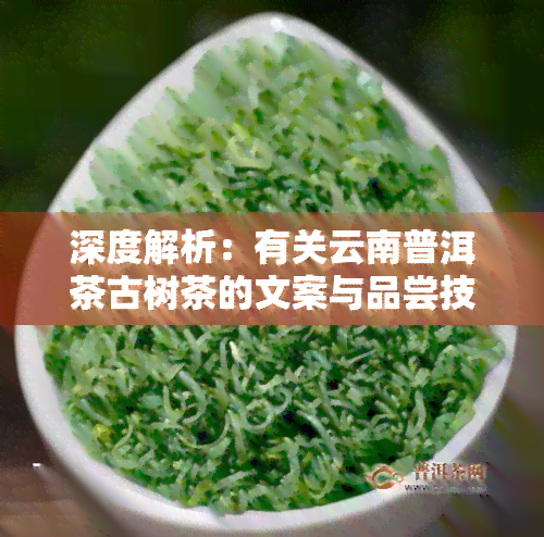 深度解析：有关云南普洱茶古树茶的文案与品尝技巧