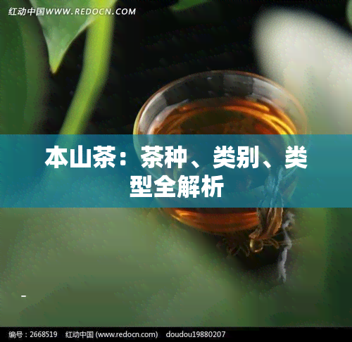 本山茶：茶种、类别、类型全解析