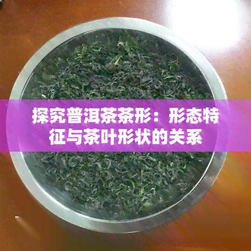 探究普洱茶茶形：形态特征与茶叶形状的关系