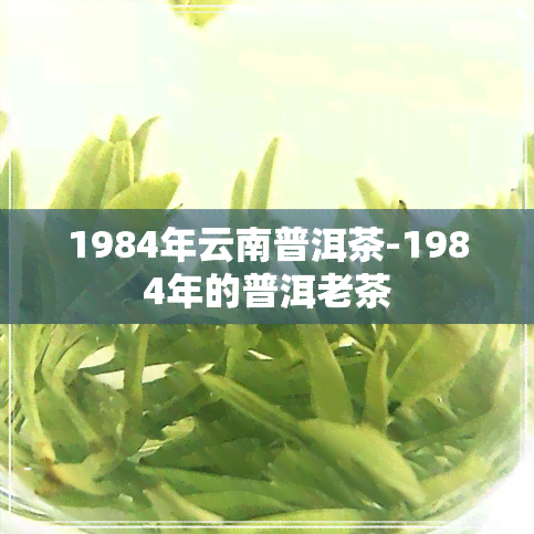 1984年云南普洱茶-1984年的普洱老茶