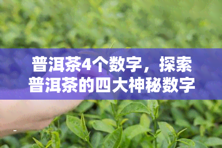 普洱茶4个数字，探索普洱茶的四大神秘数字，揭示其独特魅力