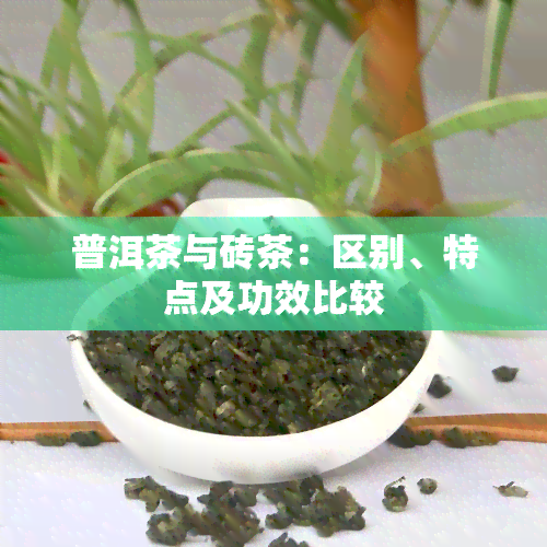 普洱茶与砖茶：区别、特点及功效比较