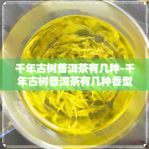 千年古树普洱茶有几种-千年古树普洱茶有几种香型