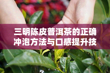 三明陈皮普洱茶的正确冲泡方法与口感提升技巧