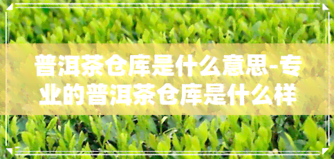 普洱茶仓库是什么意思-专业的普洱茶仓库是什么样的