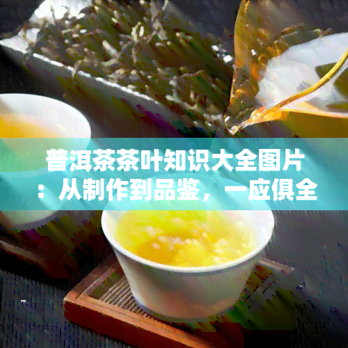 普洱茶茶叶知识大全图片：从制作到品鉴，一应俱全的普洱茶知识汇总