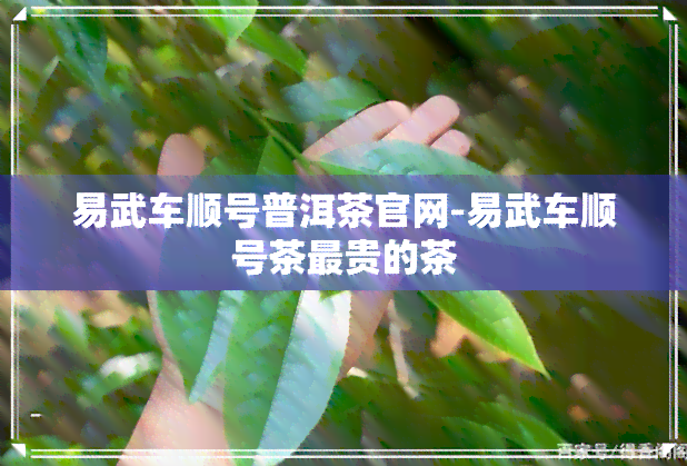 易武车顺号普洱茶官网-易武车顺号茶最贵的茶