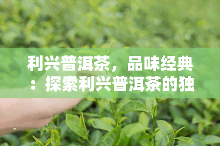 利兴普洱茶，品味经典：探索利兴普洱茶的独特魅力