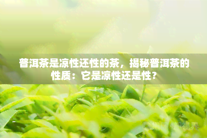 普洱茶是凉性还性的茶，揭秘普洱茶的性质：它是凉性还是性？