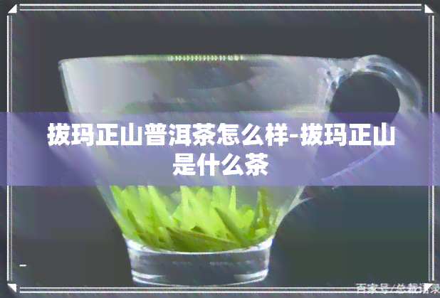 拔玛正山普洱茶怎么样-拔玛正山是什么茶