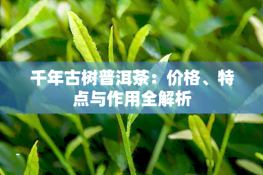 千年古树普洱茶：价格、特点与作用全解析