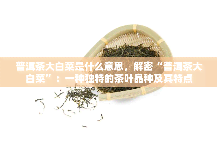 普洱茶大白菜是什么意思，解密“普洱茶大白菜”：一种独特的茶叶品种及其特点