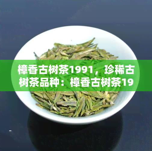 樟香古树茶1991，珍稀古树茶品种：樟香古树茶1991