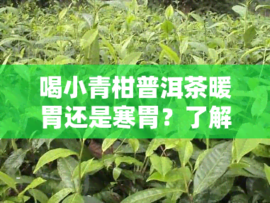 喝小青柑普洱茶暖胃还是寒胃？了解其功效与作用