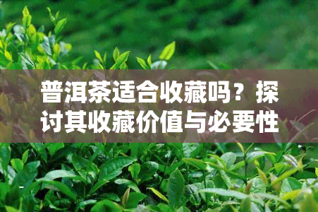 普洱茶适合收藏吗？探讨其收藏价值与必要性