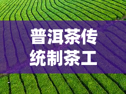 普洱茶传统制茶工艺：从采摘到压制的全过程解析