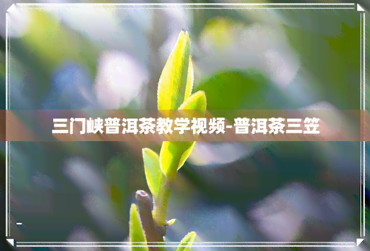 三门峡普洱茶教学视频-普洱茶三笠