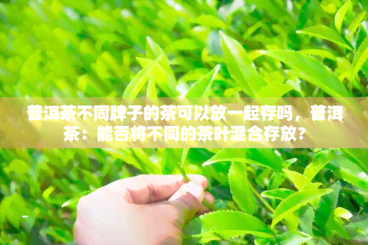 普洱茶不同牌子的茶可以放一起存吗，普洱茶：能否将不同的茶叶混合存放？